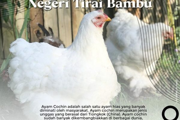 Ayam Aduan Garut: Lancuran Ayam bangkok Jawara