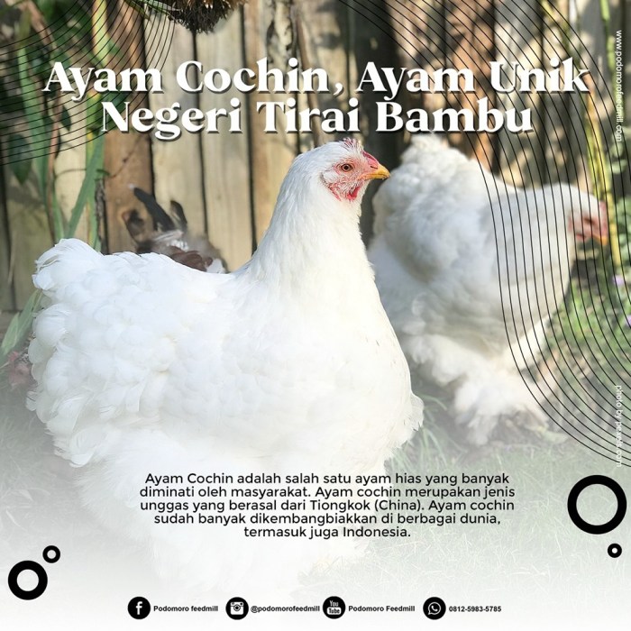 Harga Ayam Merah Hari ini di Borobudur Magelang | Jual Ayam Afkir ...