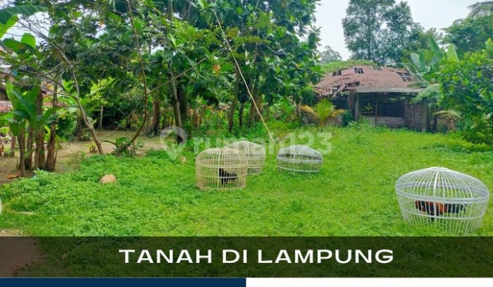 BUDIDAYA AYAM KAMPUNG DI BOGOR | ANTARA Foto BUDIDAYA AYAM KAMPUNG DI BOGOR | ANTARA Foto