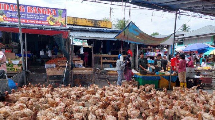 Ayam merah petelur di Tiang Pumpung, Kabupaten Merangin