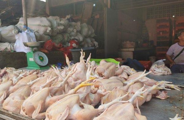 Ayam afkir di Sumberjaya, Majalengka