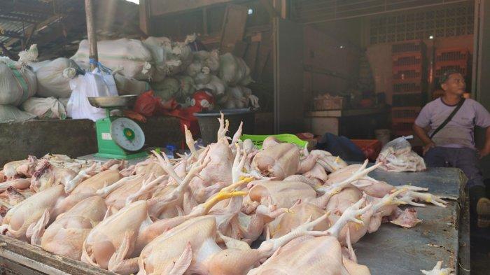 CARA MENINGKATKAN PRODUKSI TELUR AYAM AFKIR - YouTube Ayam afkir di Sumberjaya, Majalengka