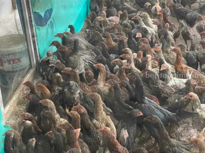 Budidaya ternak ayam di Poncowarno, Kebumen