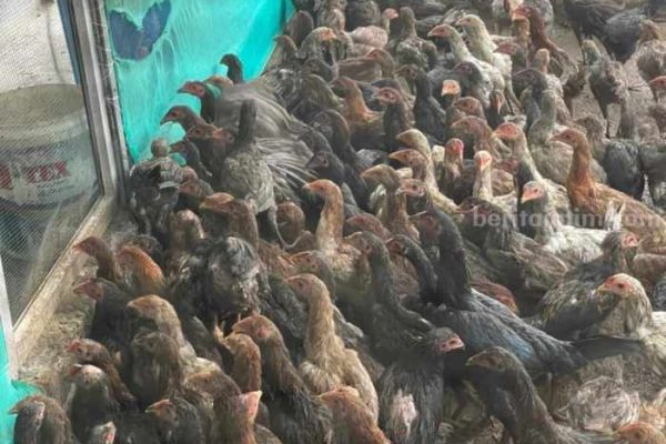 Ayam Kampung