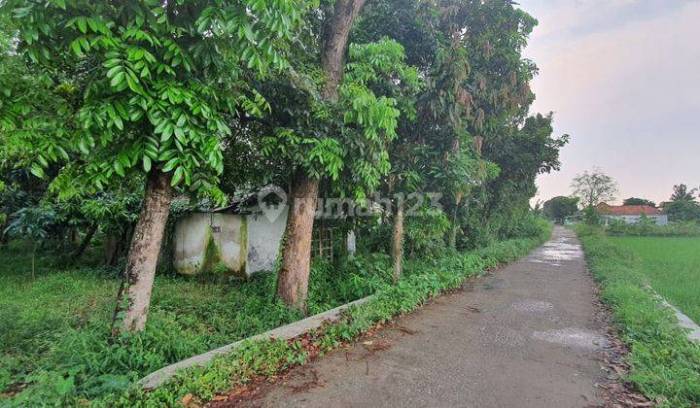 AJAIB !! Ayam Afkir Bertelur Kembali - YouTube AJAIB !! Ayam Afkir Bertelur Kembali - YouTube