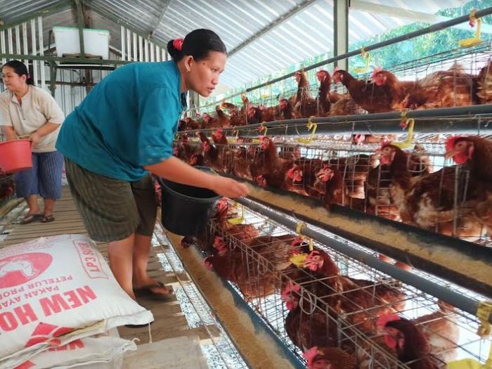 PETERNAKAN AYAM KAMPUNG PETELUR DI BOGOR | ANTARA Foto PETERNAKAN AYAM KAMPUNG PETELUR DI BOGOR | ANTARA Foto