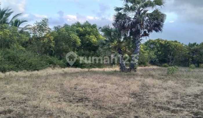 7 Tempat wisata di Waingapu Kabupaten Sumba Timur - Sering Jalan Daun penggemuk ayam di Kota Waingapu, Sumba Timur