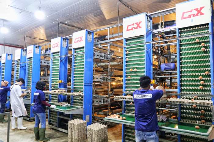 Ayam Ternak di Kutalimbaru, Deli Serdang