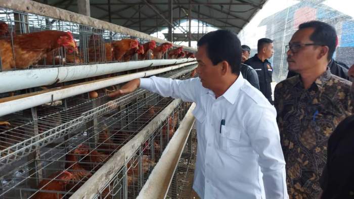 Budidaya ayam di Airpura, Kabupaten Pesisir Selatan