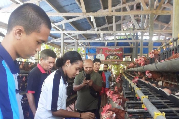 Harga telur ayam di Biak Numfor masih stabil Rp65 ribu/rak - ANTARA ... Ternak ayam petelur di Samofa, Kab. Biak Numfor