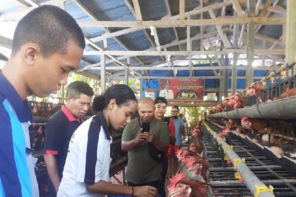 Analisis BEP Usaha Peternak Telur Ayam Desa Sawentar Blitar - Tabloid ...