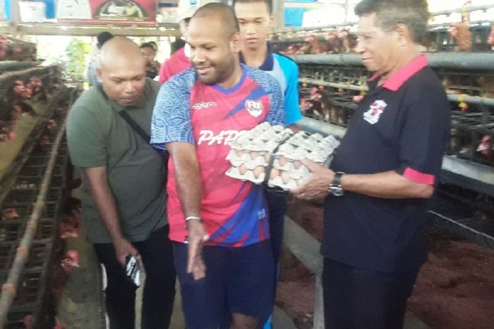 Ternak ayam petelur di Biak Barat, Kab. Biak Numfor
