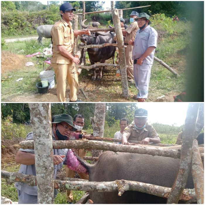 Ayam Ternak di Tara Bintang, Humbang Hasundutan