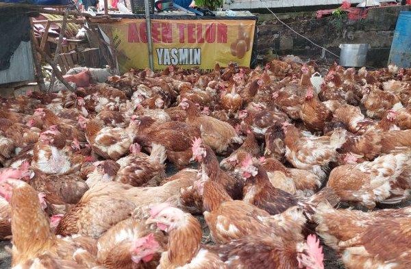 Ayam merah petelur di Muara Gembong, Bekasi