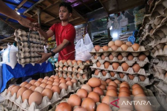 Pemkab Nagan Raya catat kenaikan harga telur ayam Rp800 per kilogram ... Pemkab Nagan Raya catat kenaikan harga telur ayam Rp800 per kilogram ...