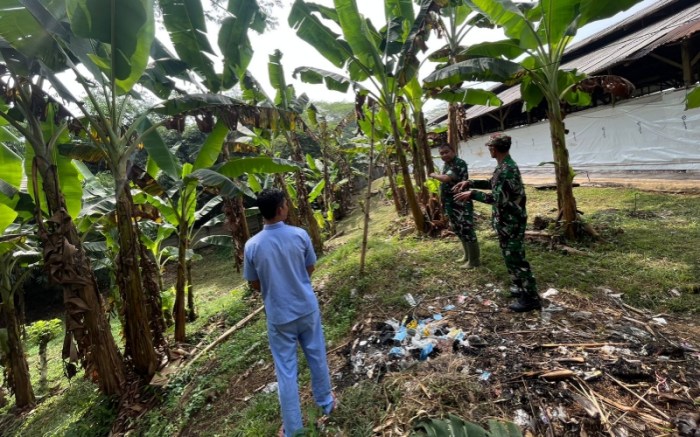 Kandang ayam di kecamatan Cikalongkulon Ditutup Sementara - fokusdesa.com Ayam afkir di Cikalongkulon, Cianjur
