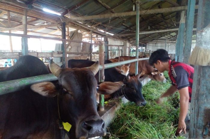 Jelang Ramadan, Harga Daging Sapi di Medan Naik Hingga Rp130 Ribu per ... Daging kambing di Medan Helvetia, Kota Medan