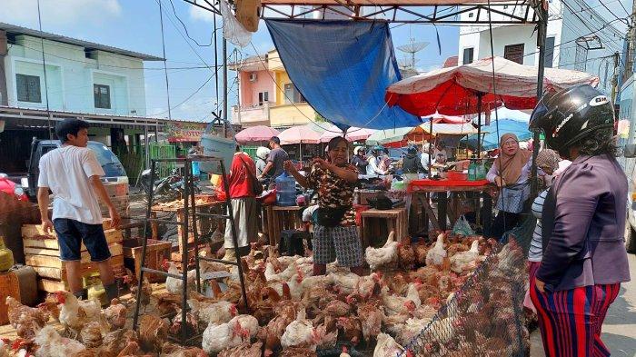 4 Jenis Ayam Kampung Petelur Terkenal di Indonesia Ayam merah petelur di Seberang Kota, Kabupaten Tanjung Jabung Barat
