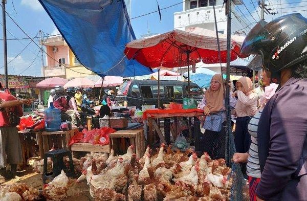 Ayam merah petelur di Bungursari, Purwakarta