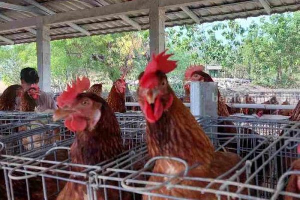 POTENSI PETERNAKAN AYAM PETELUR DI KABUPATEN BLITAR MENJADI YANG ...