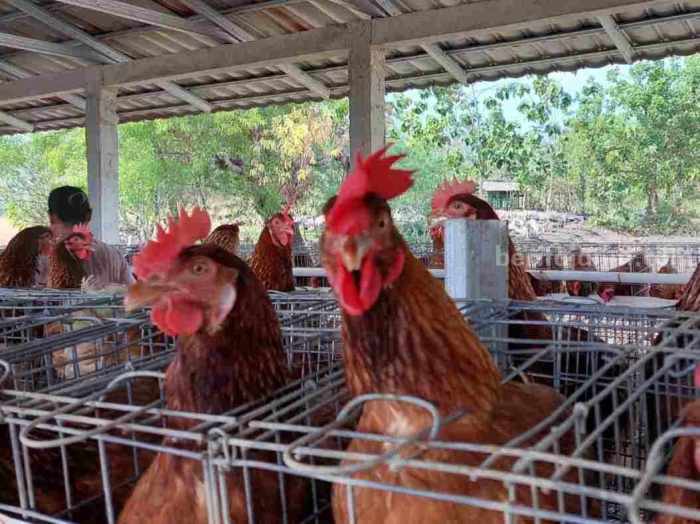 Mengenal Beberapa Jenis Ayam Petelur yang Paling Populer – Bener Bener ... Mengenal Beberapa Jenis Ayam Petelur yang Paling Populer – Bener Bener ...