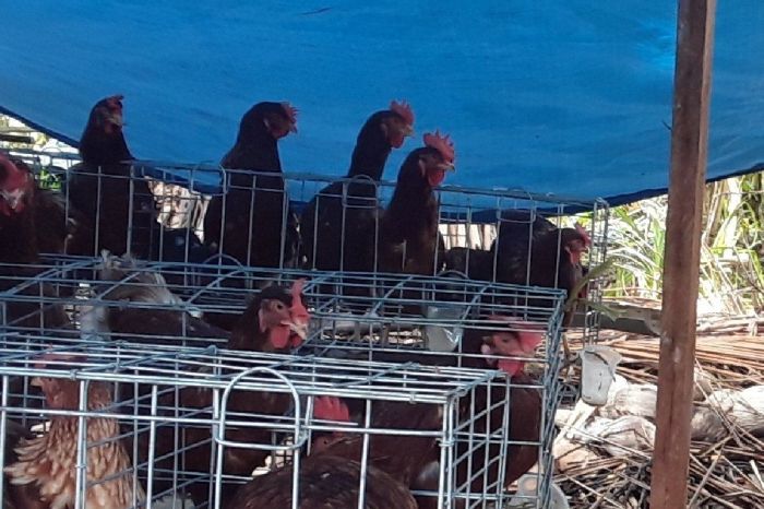 Ternak ayam petelur di Oridek, Kab. Biak Numfor