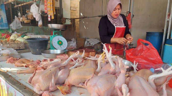 PROGRAM KESEHATAN UNTUK AYAM LAYER – Mitravet