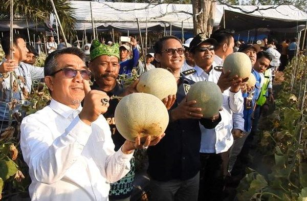 Daun penggemuk ayam di Teluk Pandan, Kutai Timur