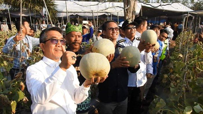 Daun penggemuk ayam di Teluk Pandan, Kutai Timur