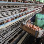 Harga Telur Ayam Melonjak hingga Rp 40.000 per Kg, Dampak Pakan Mahal ...