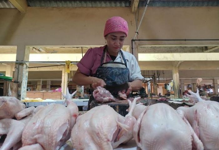Ayam ternak di Jepara, Kab. Jepara