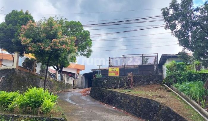 Tips Sukses Ternak Ayam Kampung, Temukan Rahasia Pakan Alami Para ...