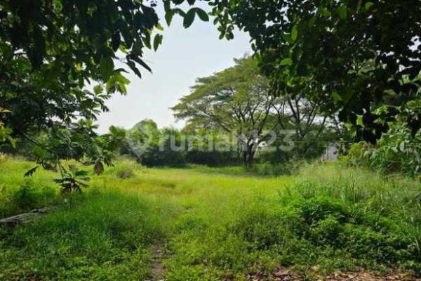 Daun penggemuk ayam di Tellu Siattinge, Bone