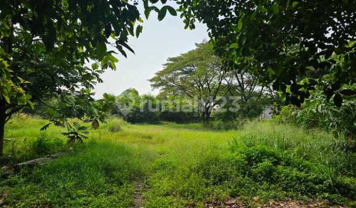 Daun penggemuk ayam di Tellu Siattinge, Bone
