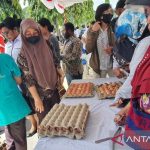 Ternak ayam petelur di Bibida, Kab. Paniai