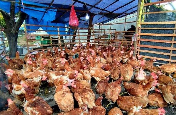Ayam merah petelur di Karangampel, Indramayu