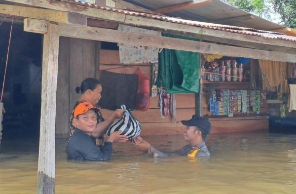 Daun penggemuk ayam di Moyo Hilir, Sumbawa