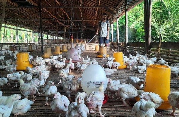 Budidaya ternak ayam di Kedungwuni, Pekalongan