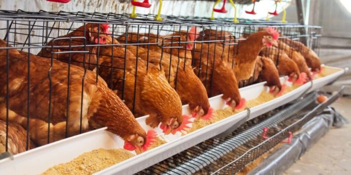 Ternak Ayam Kampung Organik - Ijokota Ternak Ayam Kampung Organik - Ijokota