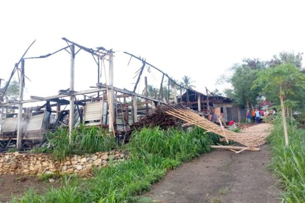 Cuan! Tips Beternak Ayam Negeri