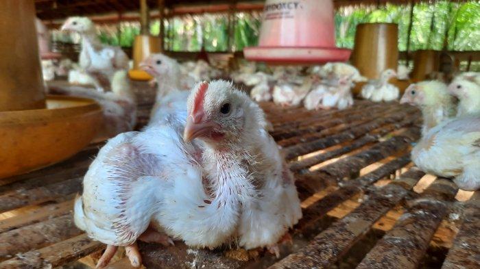 4 Kandang Ayam Dibangun untuk Kemandirian Pangan Paser, Target Desember ... 4 Kandang Ayam Dibangun untuk Kemandirian Pangan Paser, Target Desember ...