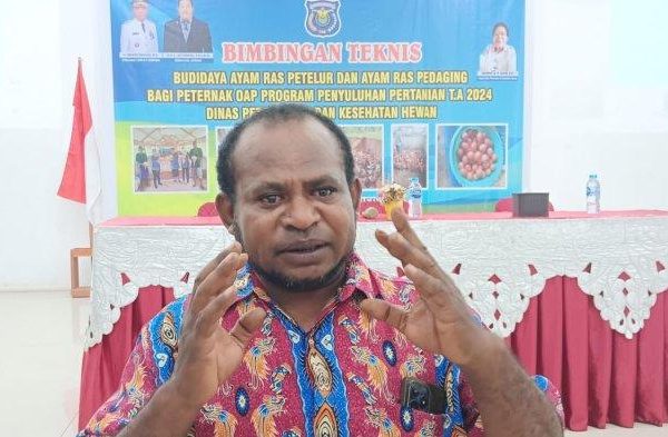 Ternak ayam petelur di Sorong, Kab. Sorong