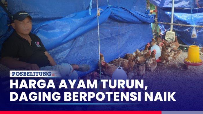 Jual Beli Ayam Kampung Ciamis-Kawali-Rajadesa-Rancah. Ayam afkir di Rancah, Ciamis