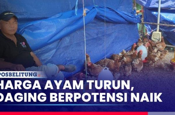 Ayam afkir di Gebang, Cirebon