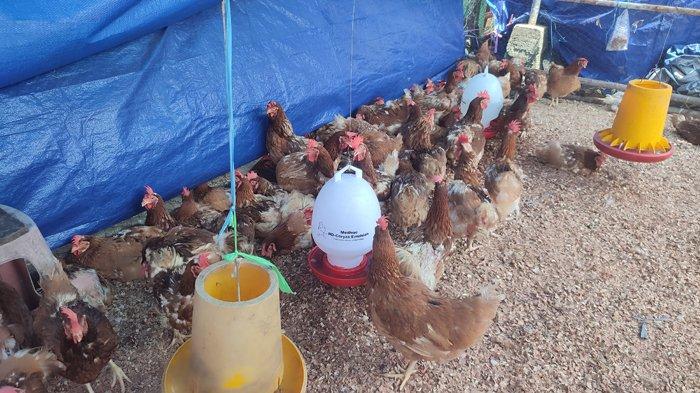 Januari-September 2022, 22.071 Ekor Ayam Afkir Dikirim ke Balikpapan ... Ayam afkir di Binong, Subang