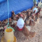 Ayam afkir di Caringin, Sukabumi