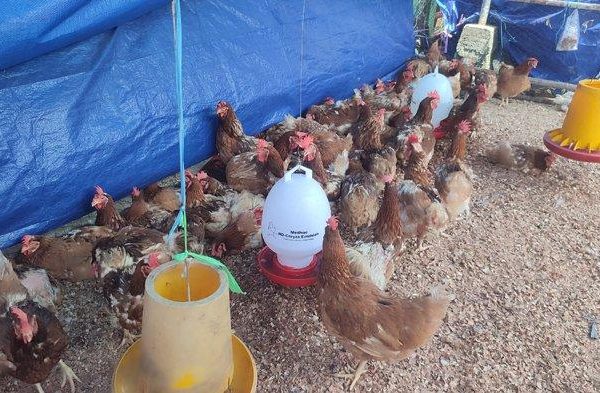 Ayam Aduan Garut: AYAM BANGKOK SUPER TERJUAL KE KOREA