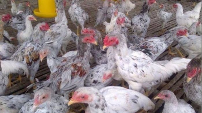 Budidaya ayam di Semaka, Tanggamus