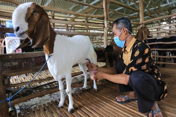 Susu kambing di Cicalengka, Bandung
