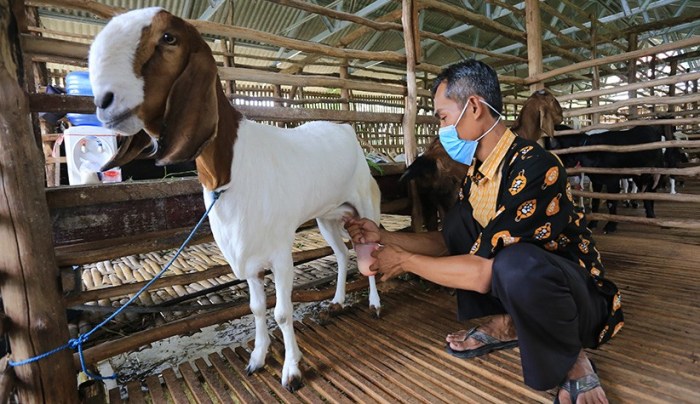 Produksi Susu Kambing Etawa Meningkat 50 Persen pada Masa Pandemi Susu kambing di Citeureup, Bogor